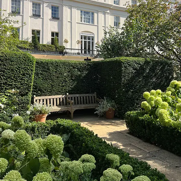 Manicured hedges and planted courtyard garden at a London townhouse