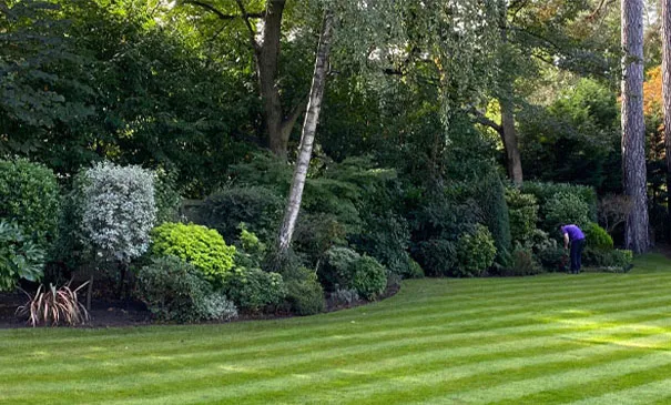 Grounds maintenance on a large lawn with mature shrub borders