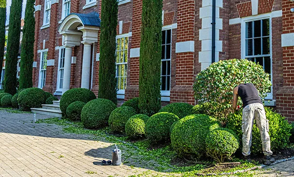 Gardener trimming topiary box balls outside a large residential property